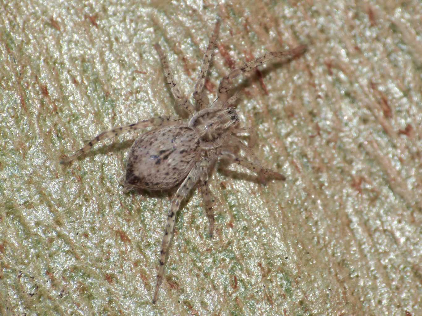 Anyphaena sp. - Torrimpietra (RM)